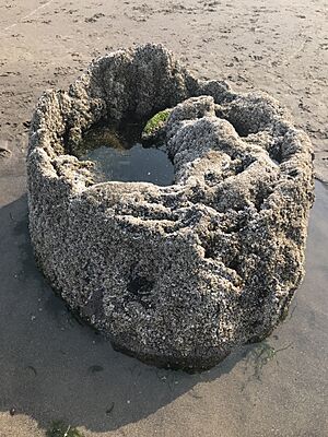 Neskowin Ghost Forest Stump Close Up