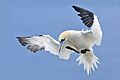 Northern Gannet 2006 2