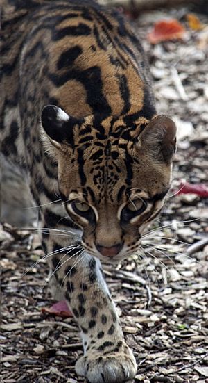 ocelot for kids