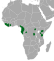 Oliveibisdistribution
