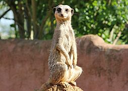 On the lookout at Chester Zoo - geograph.org.uk - 3805894