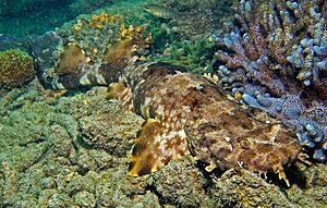 Ornate wobbegong among rocks on the sea floor