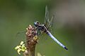 Orthetrum azureum male