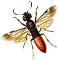 Orussus coronatus