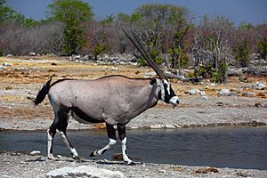 Oryx gazella male 8054