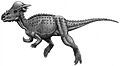 Pachycephalosauria jmallon