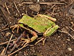 Pacific Tree Frog (Pseudacris regilla) 3