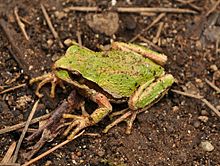 Pacific Tree Frog (Pseudacris regilla) 3.JPG