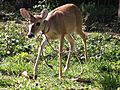 Pet white-tailed deer fawn