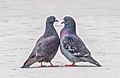 Pigeons courting (71062)