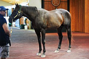 Pioneerof the Nile at Winstar Farms.jpg