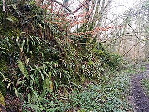 Plants on damp bankside in Knocksink woods