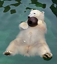 Polar Bear floating