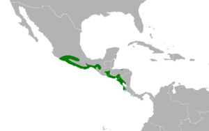 Polioptila albiloris map.svg