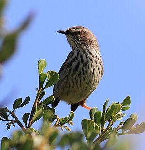 Prinia maculosa -Rondevlei Nature Reserve, Cape Town, South Africa-8