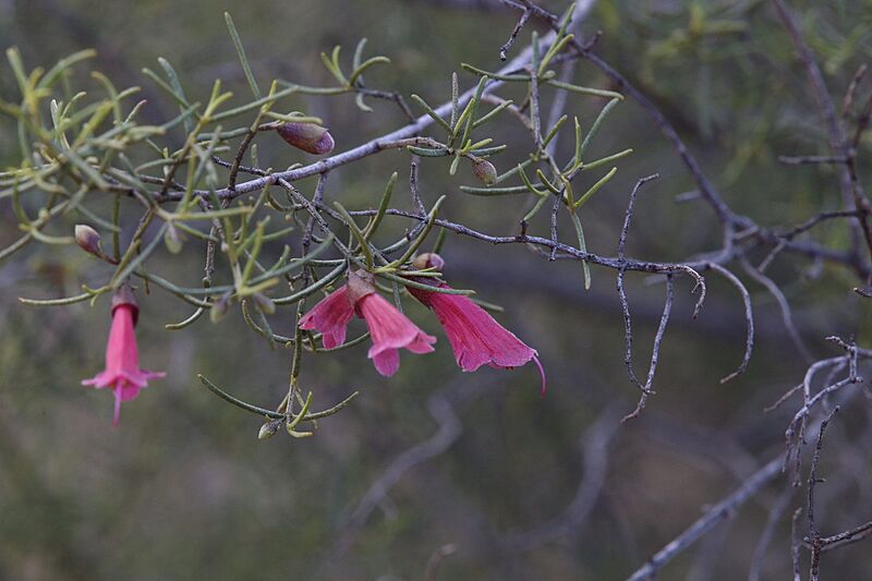 Prostanthera semiteres