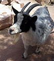 Pygmy Goat At Las Vegas Zoo