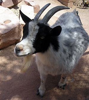 Pygmy Goat At Las Vegas Zoo.JPG