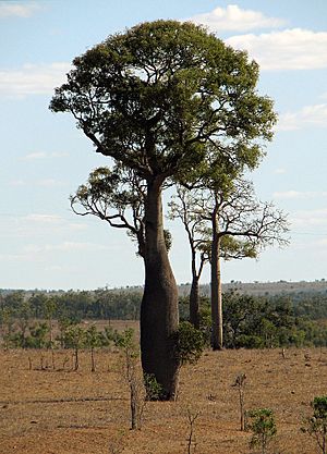 Queensland Bottle Tree 2