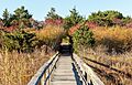 Quogue Village Wetlands Preserve boardwalk (92722p)