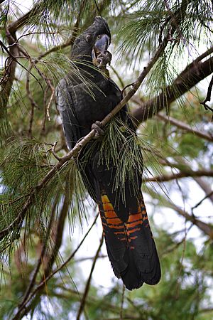 Red-tailed Black Cockatoo (Calyptorhynchus banksii) on Casuarina tree