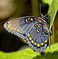 Red Spotted Purple Ventral View