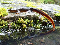 Rough-skinned newt