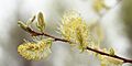S discolor male flowers
