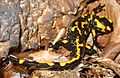 Salamandra salamandra CZ