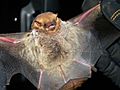 Seminole Bat (7351768292)