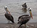 Several Peruvian pelicans in Pan de Azucar National Park in Chile September 2009