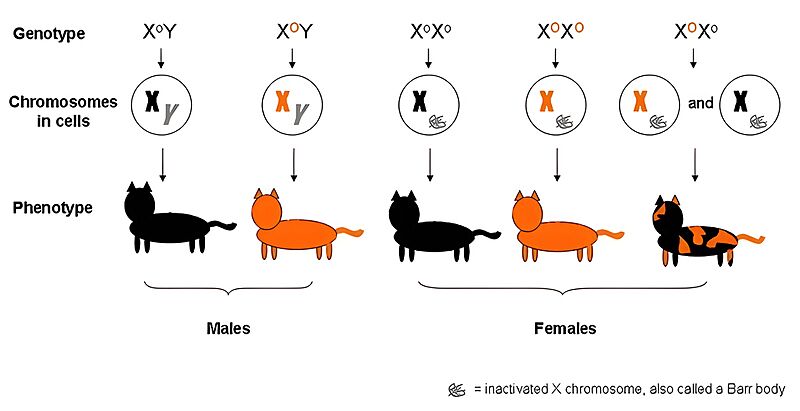 Sex-linked cat colour genetics