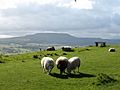Sheep on the Shawl - geograph.org.uk - 567162