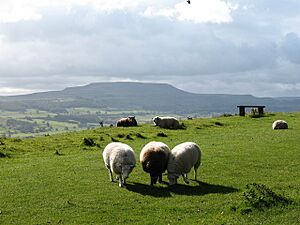 Sheep on the Shawl - geograph.org.uk - 567162