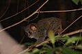 Siau Island Tarsier - Tarsius tumpara 02