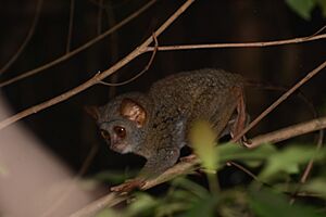 Siau Island Tarsier - Tarsius tumpara 02
