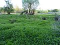 Southfield Farm Marsh 3