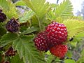 Starr 040723-0303 Rubus hawaiensis
