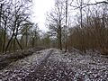 Stoke Wood Woodland Trust 3