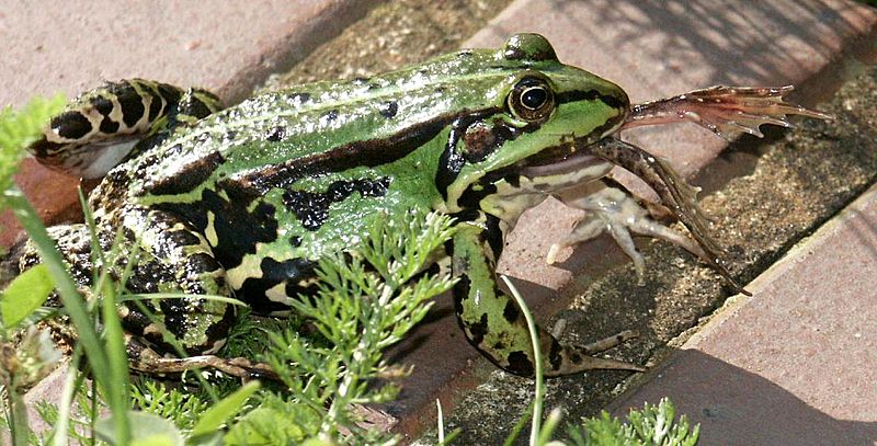 Teichfrosch isst teichfrosch