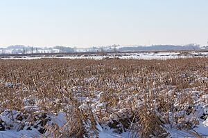 Theresa Marsh Wildlife Area in winter
