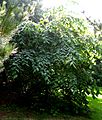 Tilia mexicana tree