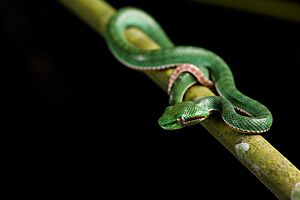 Trimeresurus-popeorum-Pope's-pit-viper-(male-juvenile)-Kaeng-Krachan-National-Park