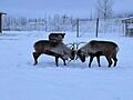 Two male caribou caught in act, Alaska