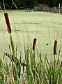 Typha-cattails-in-indiana