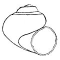 Valvata utahensis shell