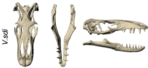 Varanus salvadorii skull (cropped)