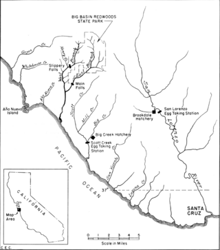 Waddell Creek, Scott Creek and San Lorenzo River 1954