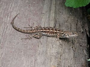 Western Fence Lizard (Sceloporus occidentalis)