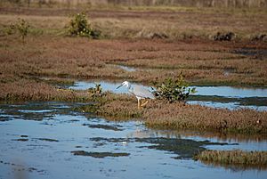 White-Faced Heron at Boondall Wetlands